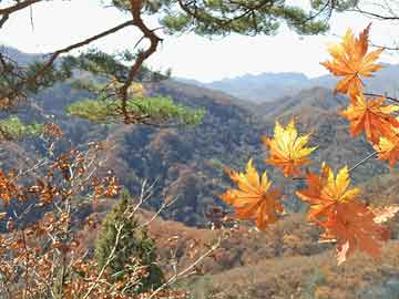 双城最新招聘动态与菏泽肺炎实时更新通知