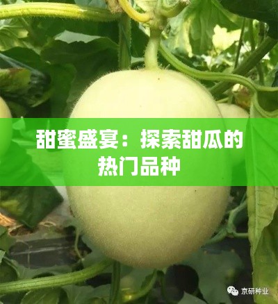 甜蜜盛宴:探索甜瓜的热门品种