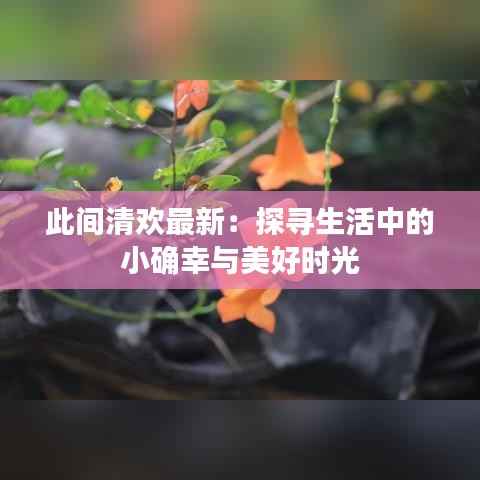 此间清欢最新：探寻生活中的小确幸与美好时光