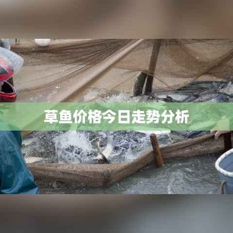 草鱼价格今日走势分析