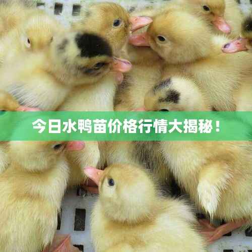 今日水鸭苗价格行情大揭秘!