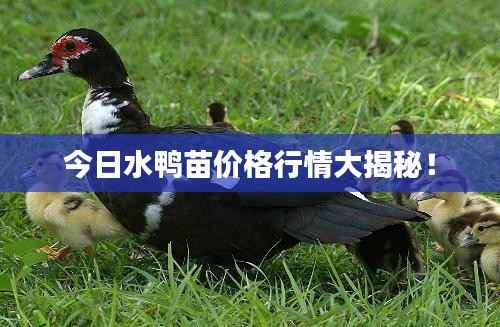 今日水鸭苗价格行情大揭秘!