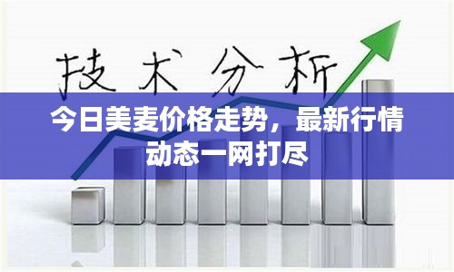 今日美麦价格走势，最新行情动态一网打尽