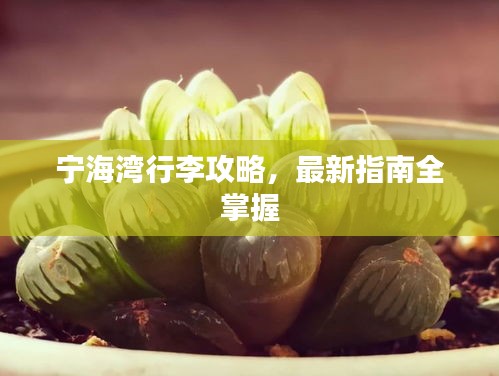 宁海湾行李攻略,最新指南全掌握