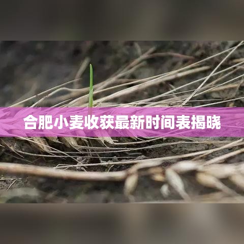 合肥小麦收获最新时间表揭晓