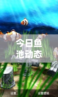 今日鱼池动态，最新消息与图片概览