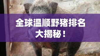 全球温顺野猪排名大揭秘！
