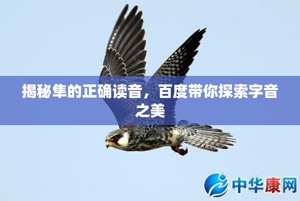 揭秘隼的正确读音,百度带你探索字音之美